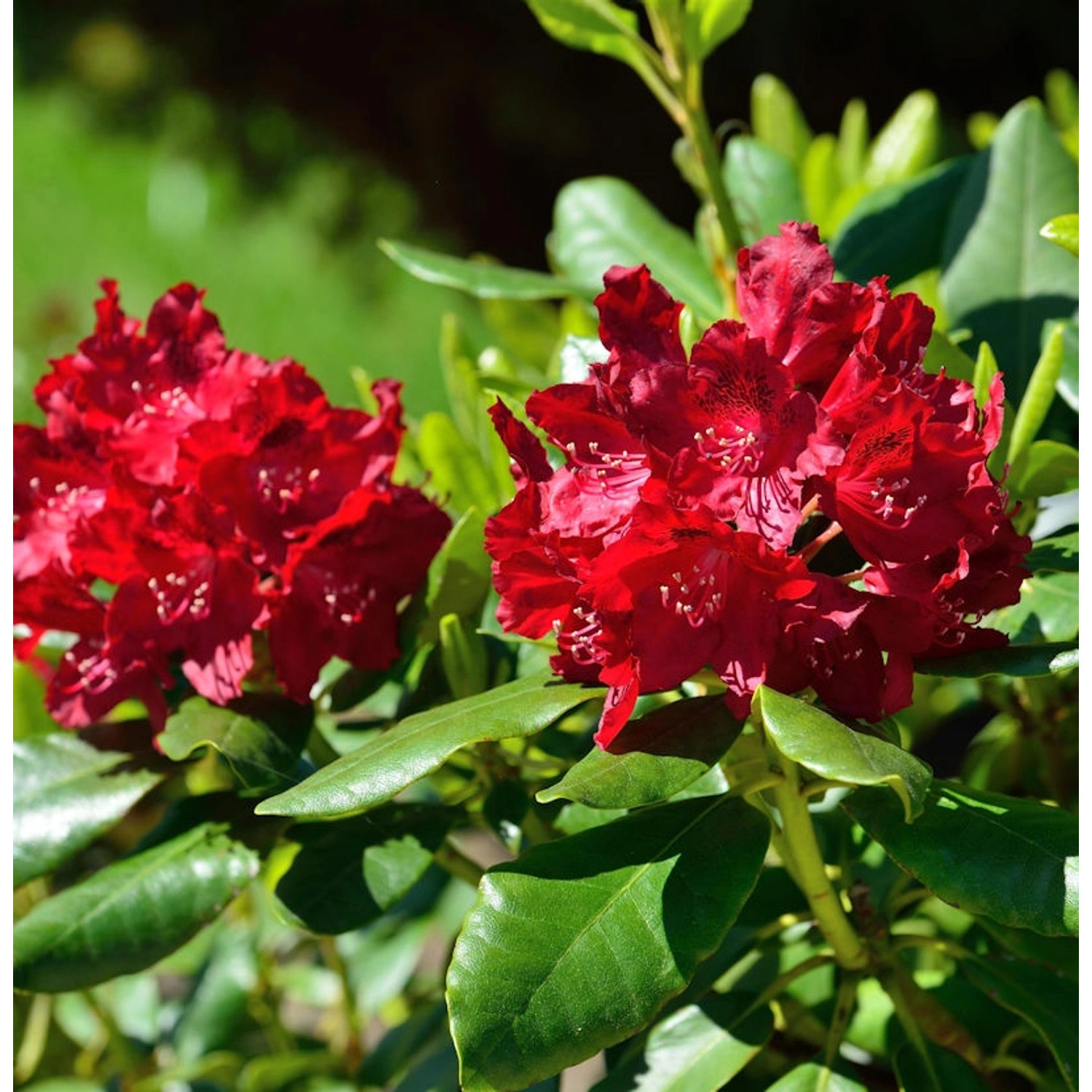 INKARHO - Großblumige Rhododendron Cherry Kiss 40-50cm - Alpenrose günstig online kaufen