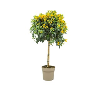 Wandelröschen Stamm Gelb, ca. 50cm hoch im Topf. Blühende Kübelpflanze mit gelben Blüten.