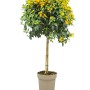 Wandelröschen Stamm Gelb, ca. 50cm hoch im Topf. Blühende Kübelpflanze mit gelben Blüten.