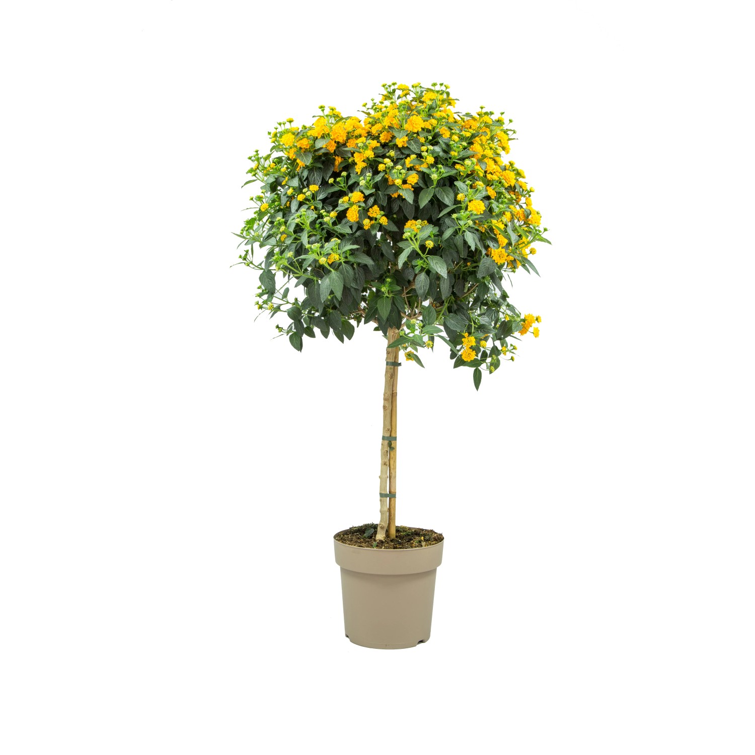 Wandelröschen Stamm Gelb, ca. 50cm hoch im Topf. Blühende Kübelpflanze mit gelben Blüten.