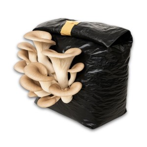 Hawlik Pilzbrut Bio Kastanienseitling Pilze Züchten Set für Anfänger mit Pilzsubstrat und Myzel Inkl. Anleitung