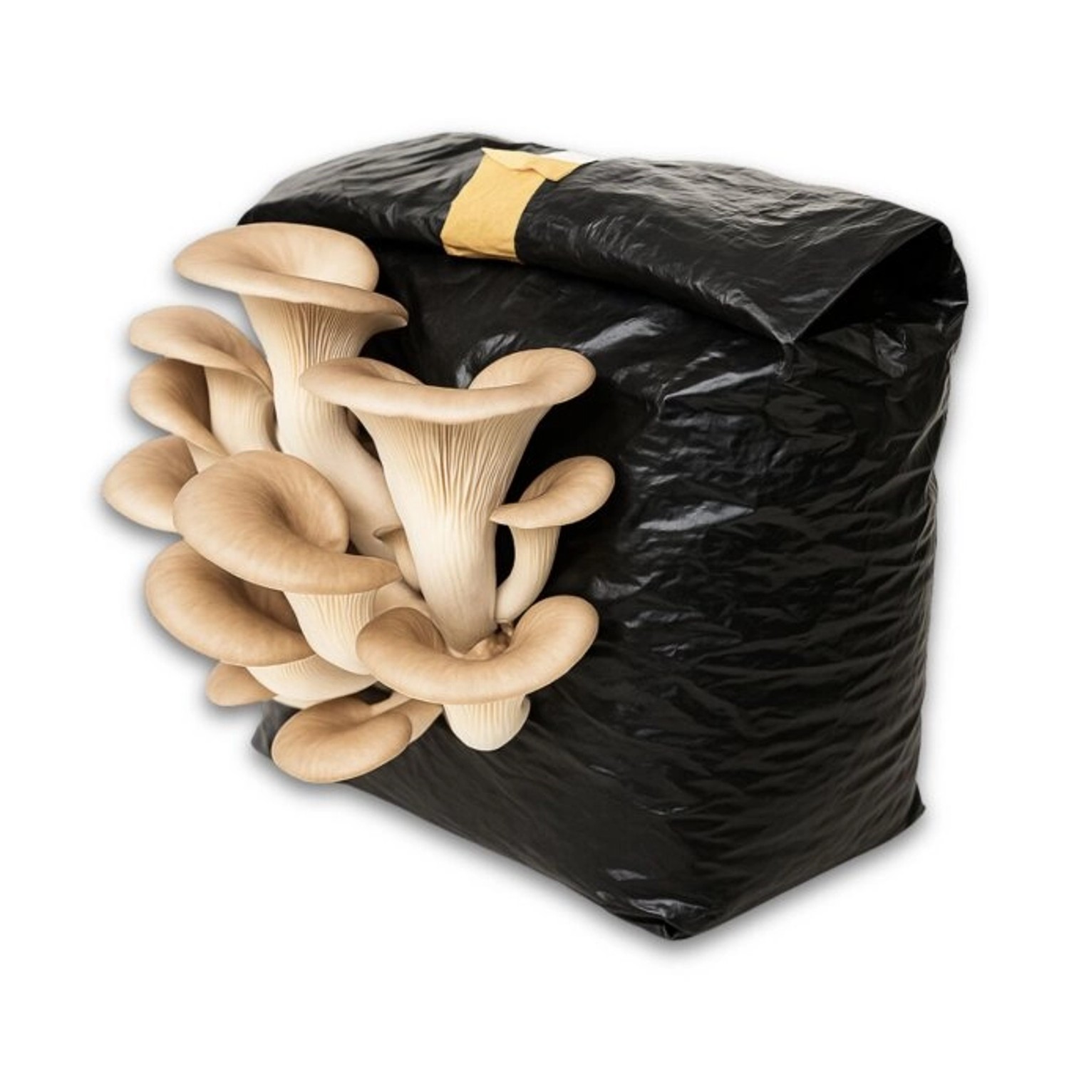 Hawlik Pilzbrut Bio Kastanienseitling Pilze Züchten Set für Anfänger mit Pi günstig online kaufen