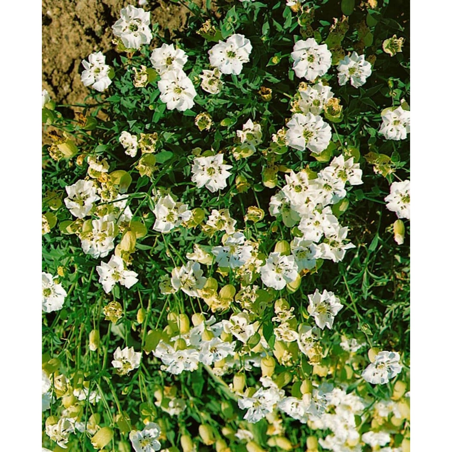 Silene Uniflora Weißkehlchen Ca. 9x9 cm Topf günstig online kaufen