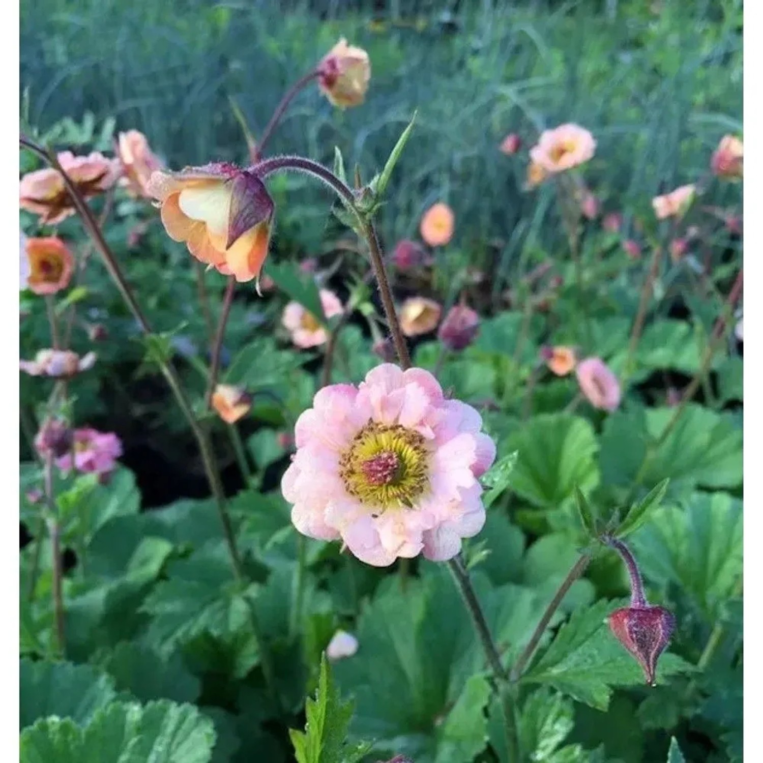 Nelkenwurz 'Mai Tai': Lachsfarbene Blüten der Geum cultorum Staude im Garten.