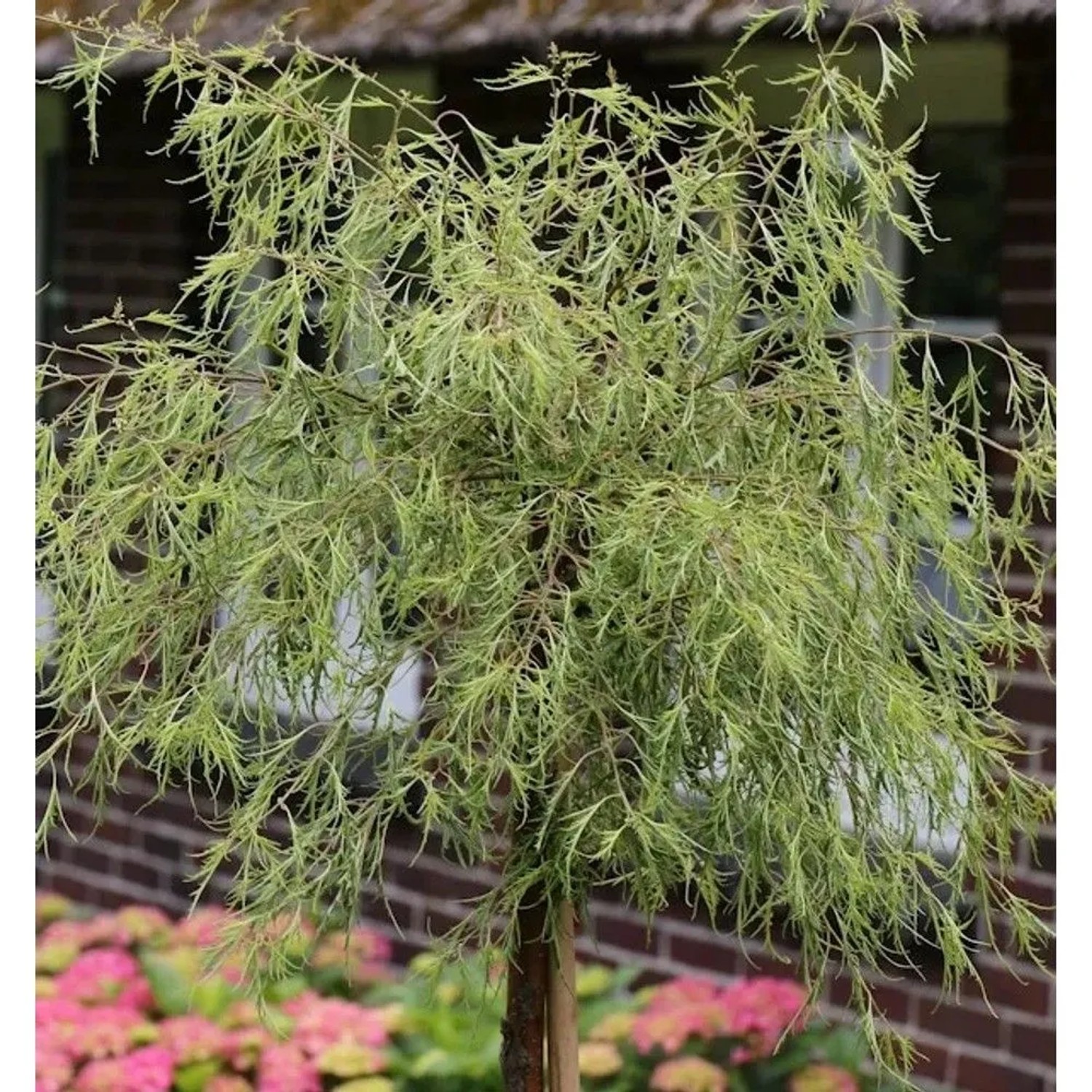 Geschlitztblättrige Zwerg Birke Karaca 40-50cm - Betula pendula