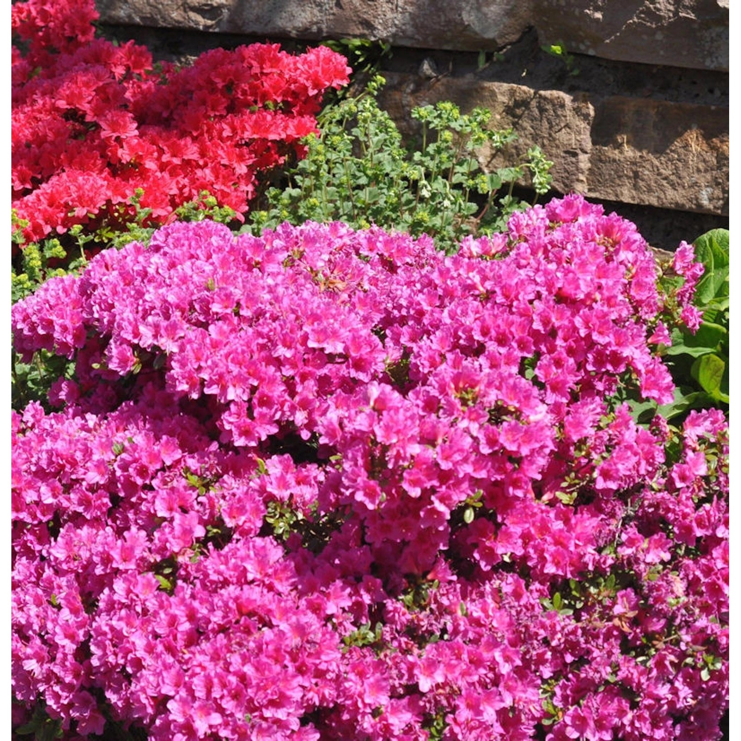 Japanische Azalee Multiflorum Rosa 30-40cm - Rhododendron obtusum günstig online kaufen