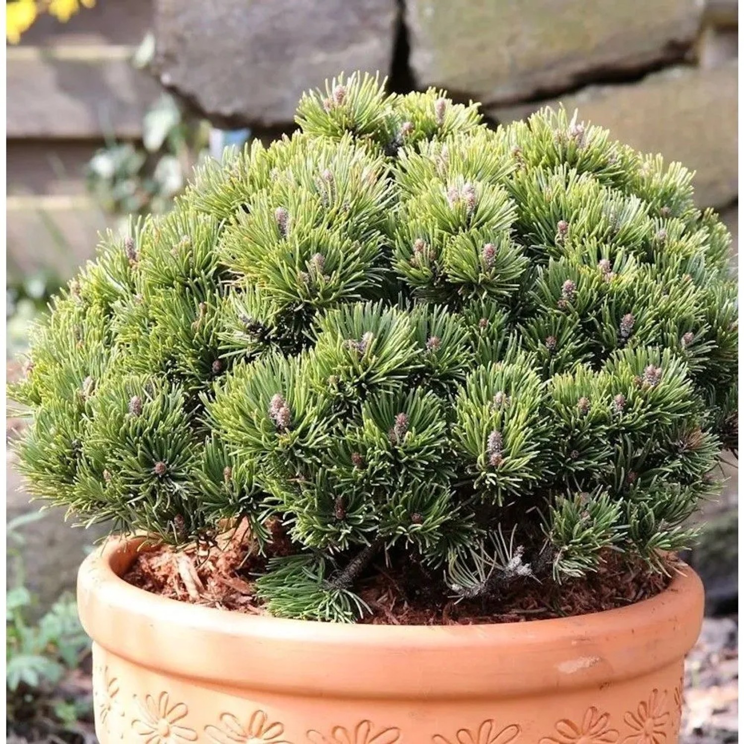 Zwerg Kiefer Picobello 15-20cm - Pinus mugo