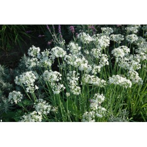 Blühender Schnittknoblauch (Allium Tuberosum) im 9x9 cm Topf. Staude mit weißen Blüten.