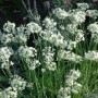 Blühender Schnittknoblauch (Allium Tuberosum) im 9x9 cm Topf. Staude mit weißen Blüten.