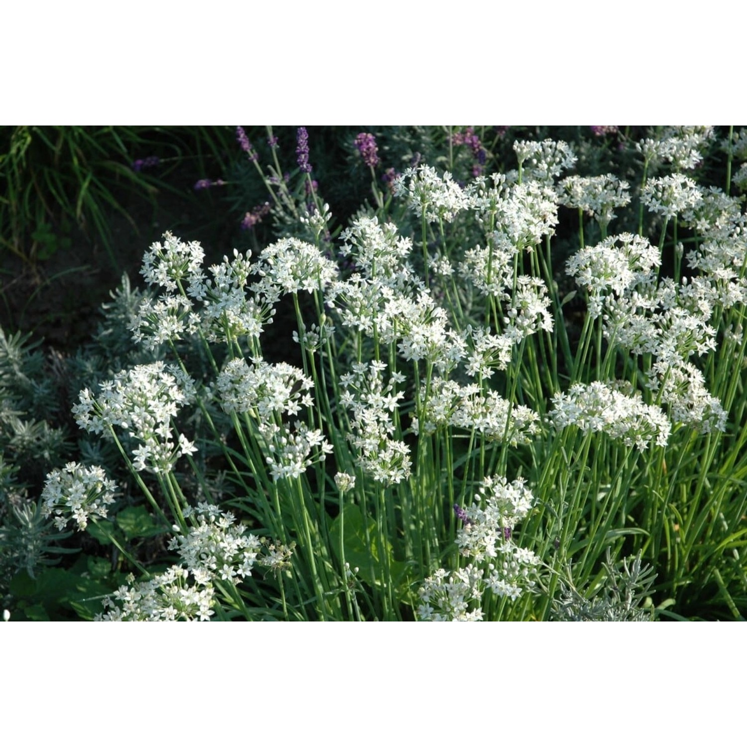 Allium Tuberosum Schnittknoblauch Ca. 9x9 cm Topf günstig online kaufen