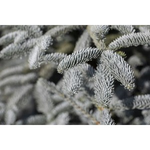 Nahaufnahme: Blaugrüne Edeltanne (Abies Procera Glauca) mit silbrigen Nadeln.