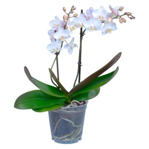 Weiße Schmetterlingsorchidee (Phalaenopsis) mit vielen Blüten im Topf.