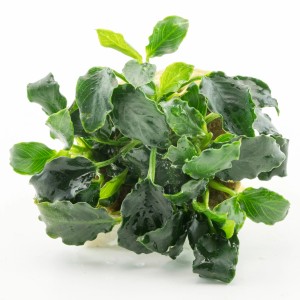 Dennerle Plants Zwergspeerblatt Kirin Mini, eine grüne Aquariumpflanze für den Vordergrund.