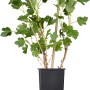 Junge grüne Stachelbeere Hinnonmäki im Topf, ca. 20-30cm hoch.