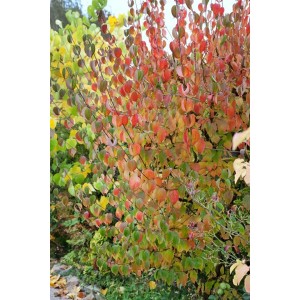 Japanischer Hartriegel 'Robins Pride' mit rot-gelbem Herbstlaub, 60-100 cm hoch.