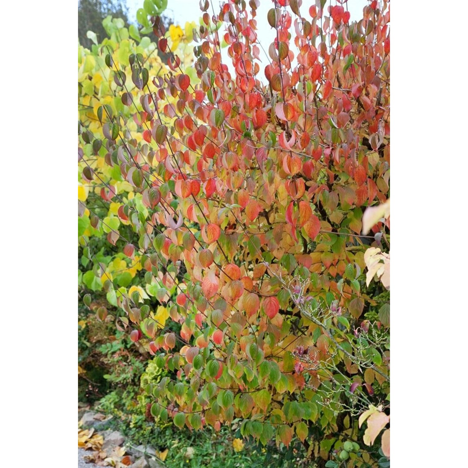 Cornus Officinalis Robins Pride Japanischer Hartriegel 60–100 cm günstig online kaufen
