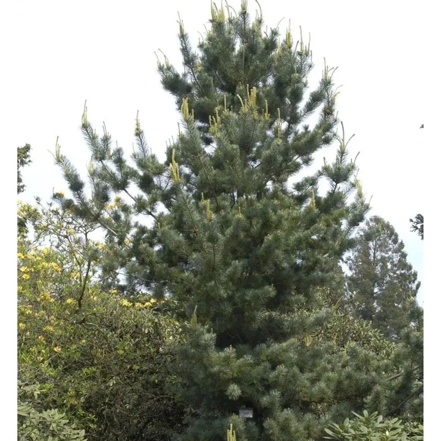 Mädchenkiefer Tempelhof 30-40cm - Pinus parviflora
