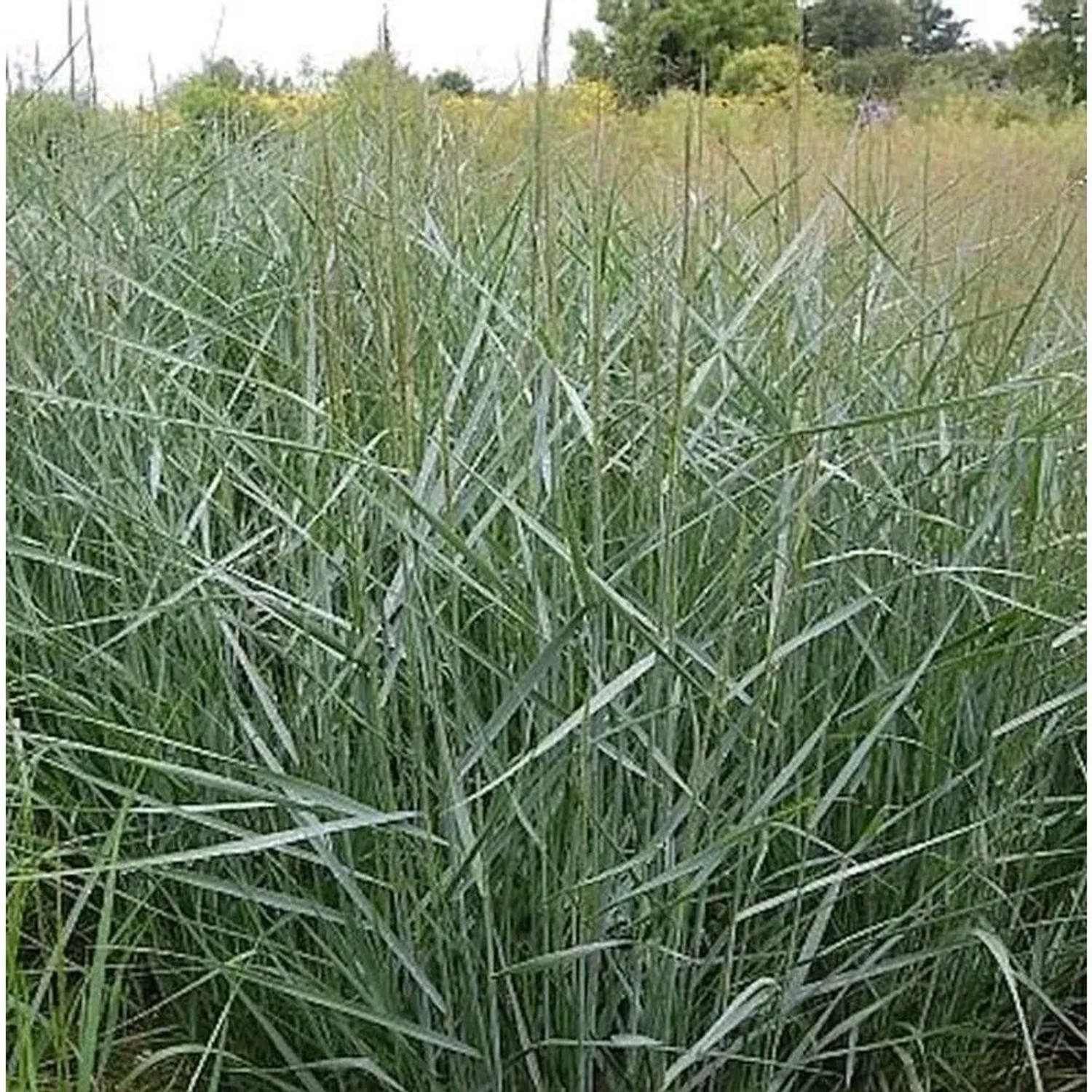 Rutenhirse Prairie Sky - Panicum virgatum