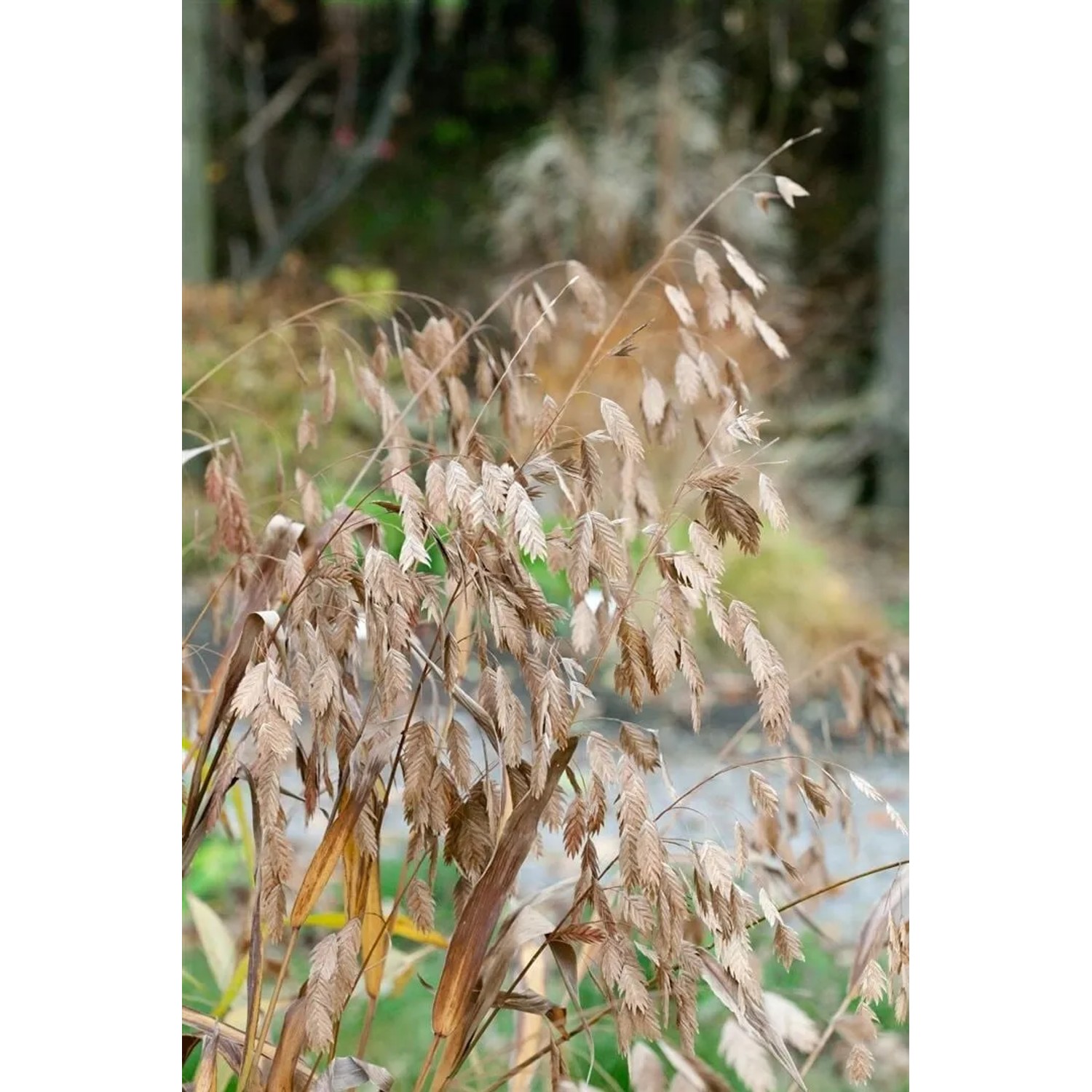 Plattährengras (Chasmanthium latifolium) im 9x9 cm Topf mit dekorativen, bronzefarbenen Ähren.