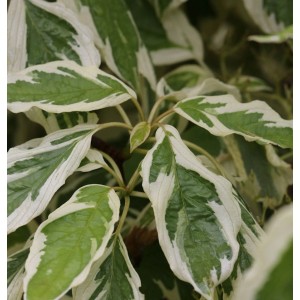 Nahaufnahme: Weißbunter Pagoden-Hartriegel (Cornus controversa) mit grün-weißen Blättern.