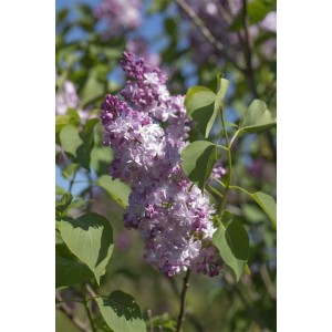 Nahaufnahme des lila Flieder Michel Buchner (Syringa Vulgaris) mit grünen Blättern.