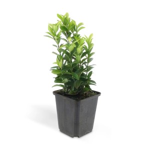 Kriechspindel 'Green Spire' im 9cm Topf, ideal als Bodendecker. Immergrün mit dunkelgrünen Blättern.