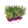 Exotenherz Pachypodium Lameri (Madagaskar-Palme) im 12cm Topf, mehrere Pflanzen.