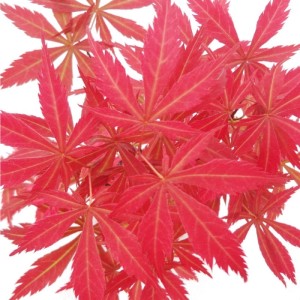 Nahaufnahme: Roter Japanischer Fächerahorn (Acer Palmatum) mit filigranen Blättern.
