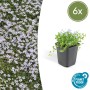 6er Set Blauer Bubikopf Bodendecker im 9cm Topf. Winterharte, blaue Blüten.