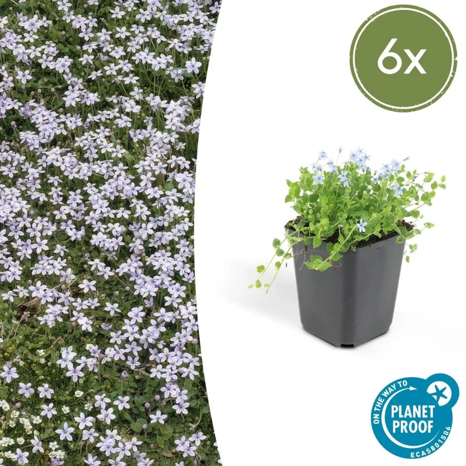 6er Set Blauer Bubikopf Bodendecker im 9cm Topf. Winterharte, blaue Blüten.