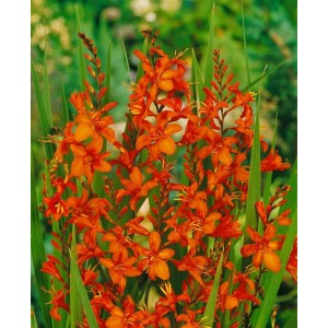 Leuchtend orange Montbretie (Crocosmia Masoniorum) im Topf, eine farbenfrohe Staude für sonnige Beete.