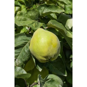 Reife, grüne Birnenquitte (Cydonia oblonga) am Baum. Portugiesische Birnenquitte, ca. 150-200 cm hoch.