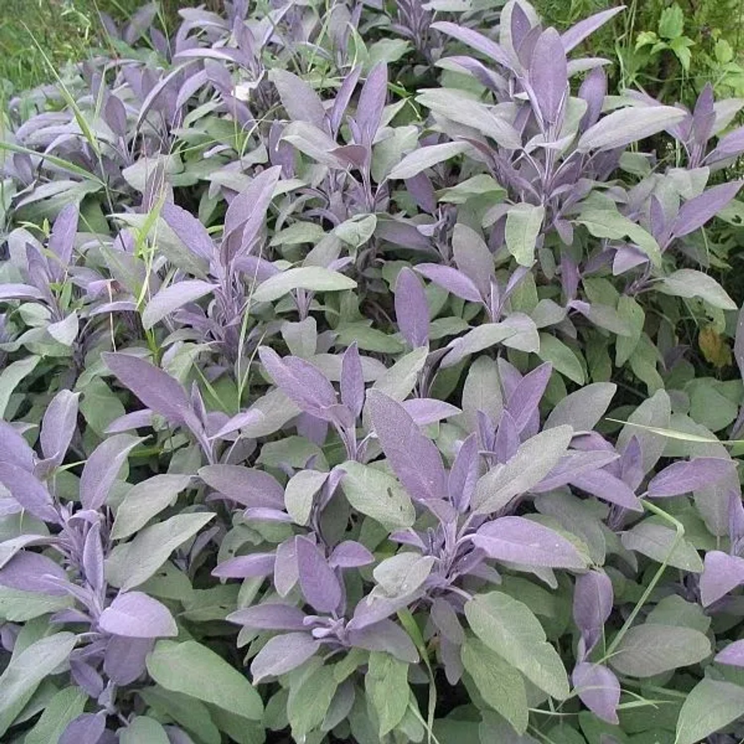 6 x Salbei 'Purpurascens' Salvia officinalis Topf 9cm Purpurfarbenes Laub
