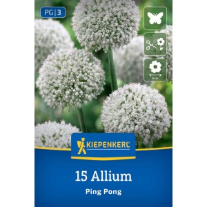 Kiepenkerl Blumenzwiebel Zierlauch Ping Pong mit weißen, runden Blütenständen.