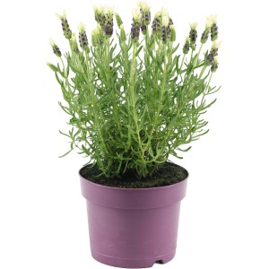 Schopflavendel Weiß im Topf, ca. 15 cm. Lavandula stoechas Anouk mit weißen Blüten.