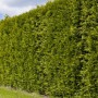 Dichte, grüne Lebensbaum Brabant Hecke, ca. 80-100 cm hoch.