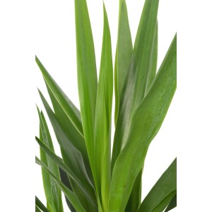 Nahaufnahme einer grünen Palmlilie (Yucca) als Zimmerpflanze.
