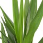 Nahaufnahme einer grünen Palmlilie (Yucca) als Zimmerpflanze.