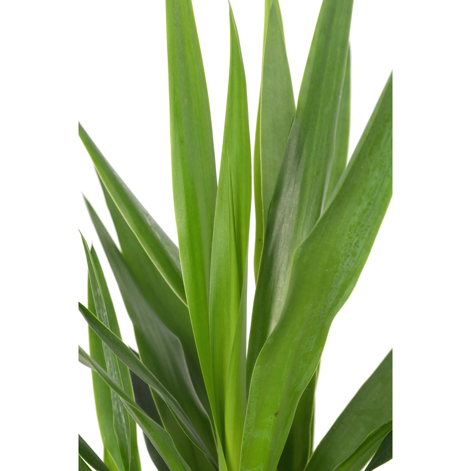 Nahaufnahme einer grünen Palmlilie (Yucca) als Zimmerpflanze.