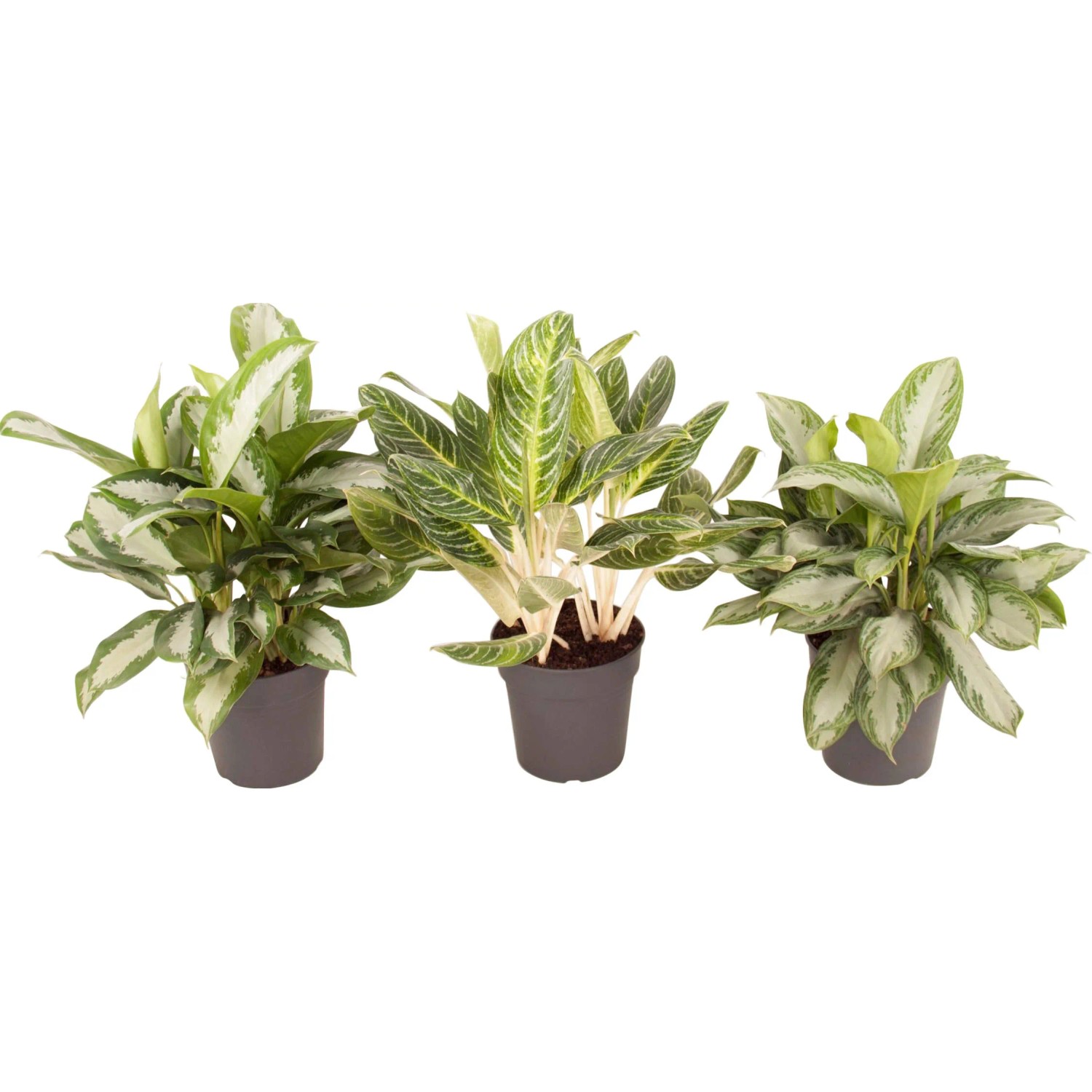 Aglaonema 60-70 cm Topf  24 cm kaufen bei OBI