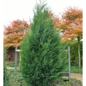 Grüne Leyland Zypresse 'Typ 2001', 40-60cm hoch, im Garten.