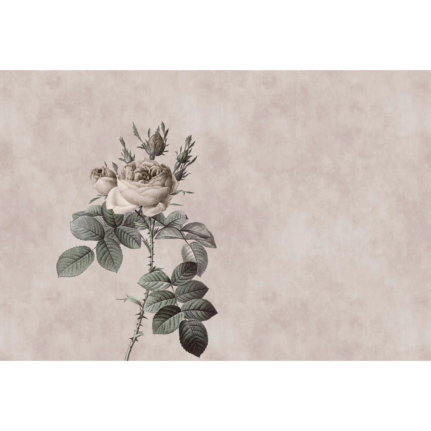 Fototapete Rose Beige Grün 4,00 m x 2,70 m FSC®