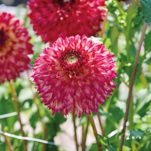Nahaufnahme einer rosa-roten Dahlie Fimbriata Aiyana, eine dekorative Blumenzwiebel von GROW by OBI.