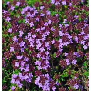 Blühender Kümmel-Thymian (Thymus herba-barona) als Staude im Garten.