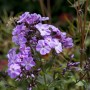 Nahaufnahme des Duftphlox (Phlox divaricata) mit zarten, lilafarbenen Blüten im 9x9 cm Topf.