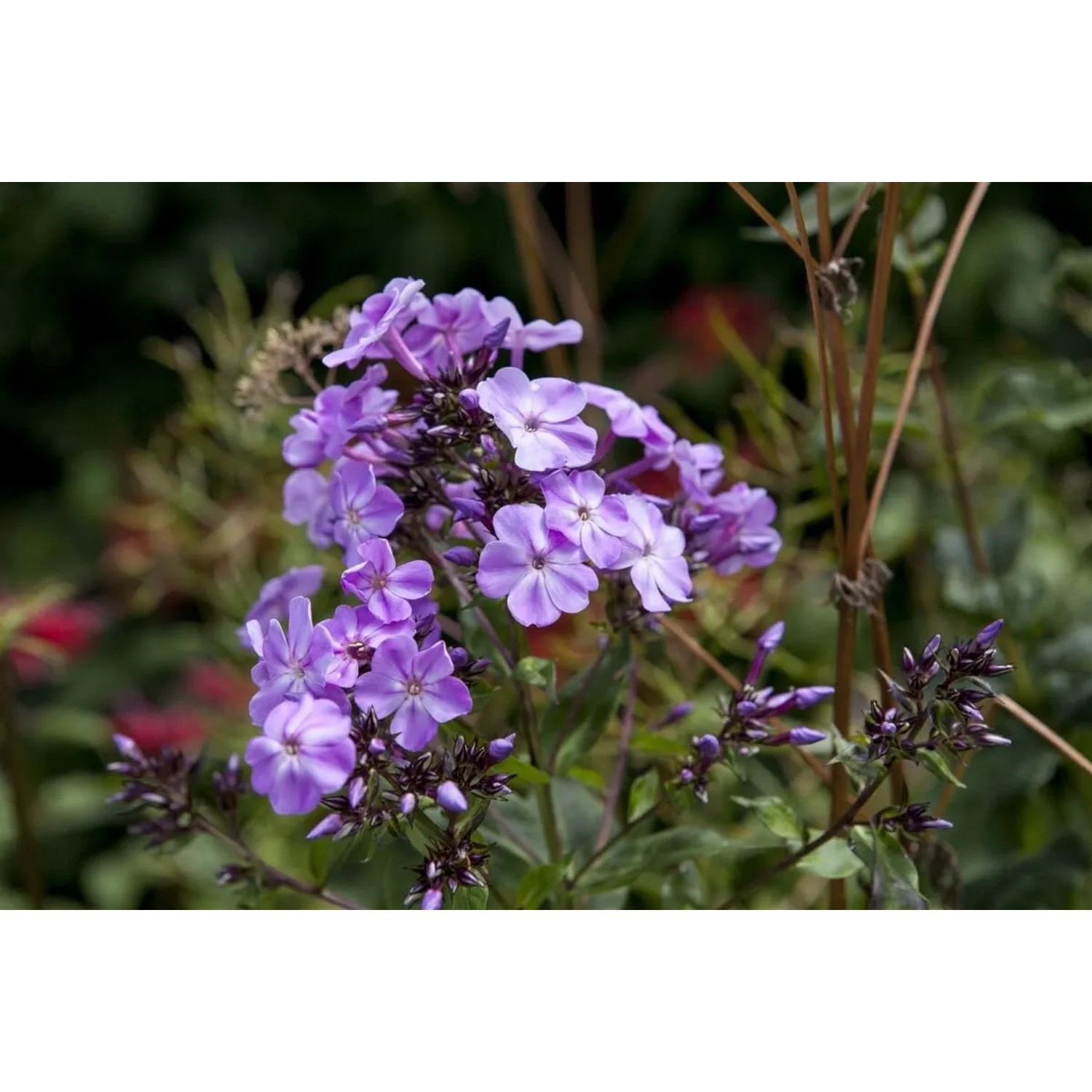 Nahaufnahme des Duftphlox (Phlox divaricata) mit zarten, lilafarbenen Blüten im 9x9 cm Topf.