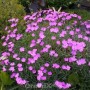 Pfingstnelke Blauigel - Dianthus gratianopolitanus_2