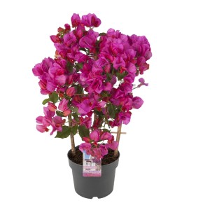 Drillingsblume Spalier Violett im Topf, ca. 40cm hoch. Blühende Kübelpflanze für Balkon und Terrasse.