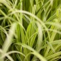 Nahaufnahme der Japan-Segge Carex Evergold mit gelb-grünen Blättern im 2-Liter-Topf.