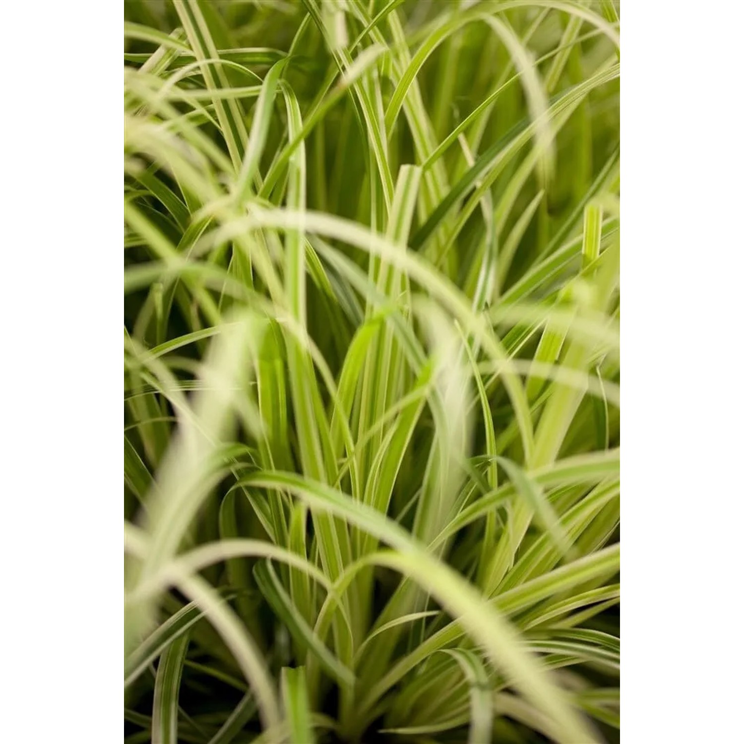 Nahaufnahme der Japan-Segge Carex Evergold mit gelb-grünen Blättern im 2-Liter-Topf.